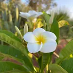 Frangipani Salento * גלטונה