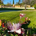 Frangipani Salento *