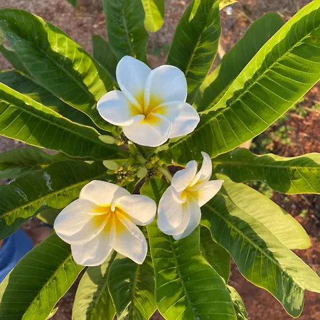 Frangipani Salento