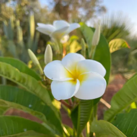 Frangipani Salento * Galatone
