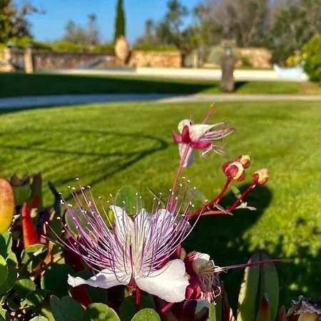 Frangipani Salento *