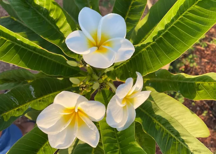 Frangipani Salento