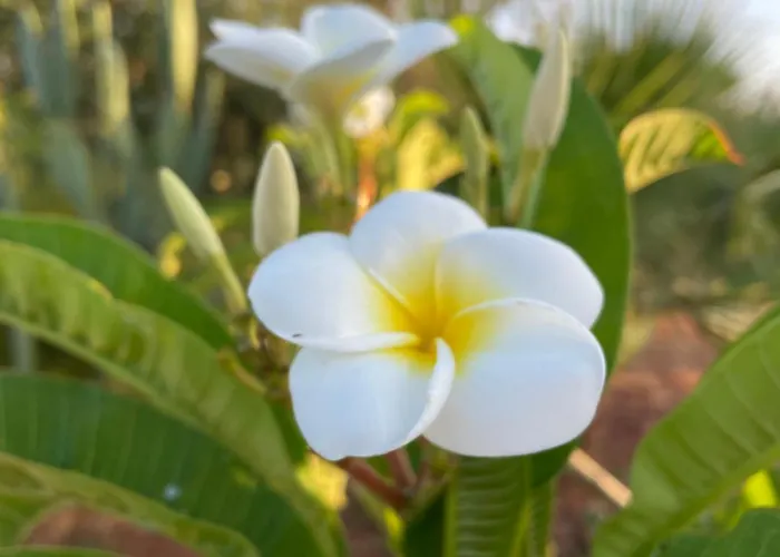 Frangipani Salento * 加拉托内
