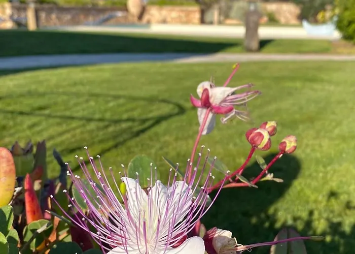 Villa Frangipani Salento